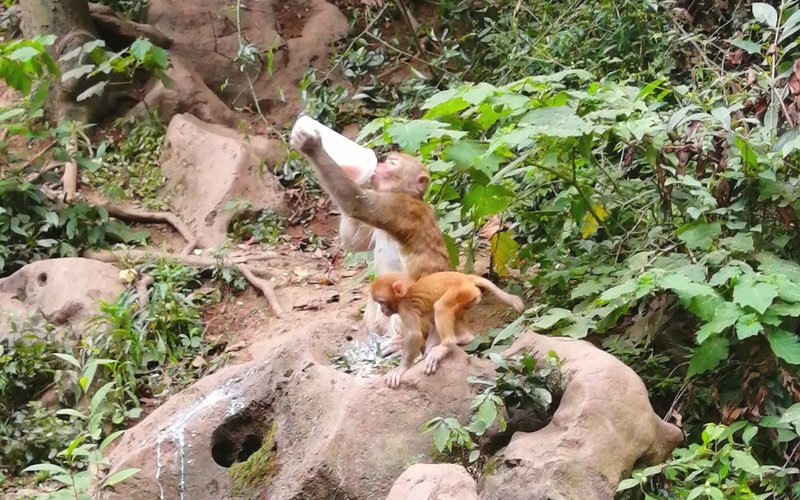 黔灵山的猴子在喝不知道从哪来的奶茶